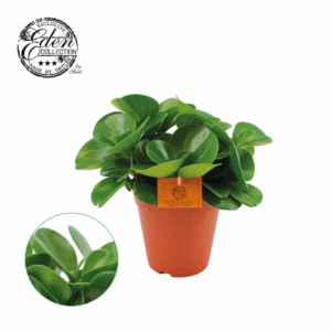 Peperomia Obtusifolia Groen 15cm.