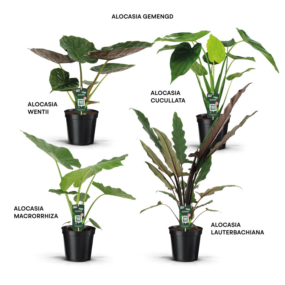 Alocasia Gemengd.