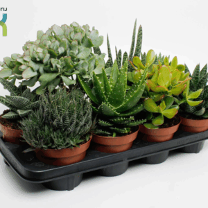 Succulenten mix.