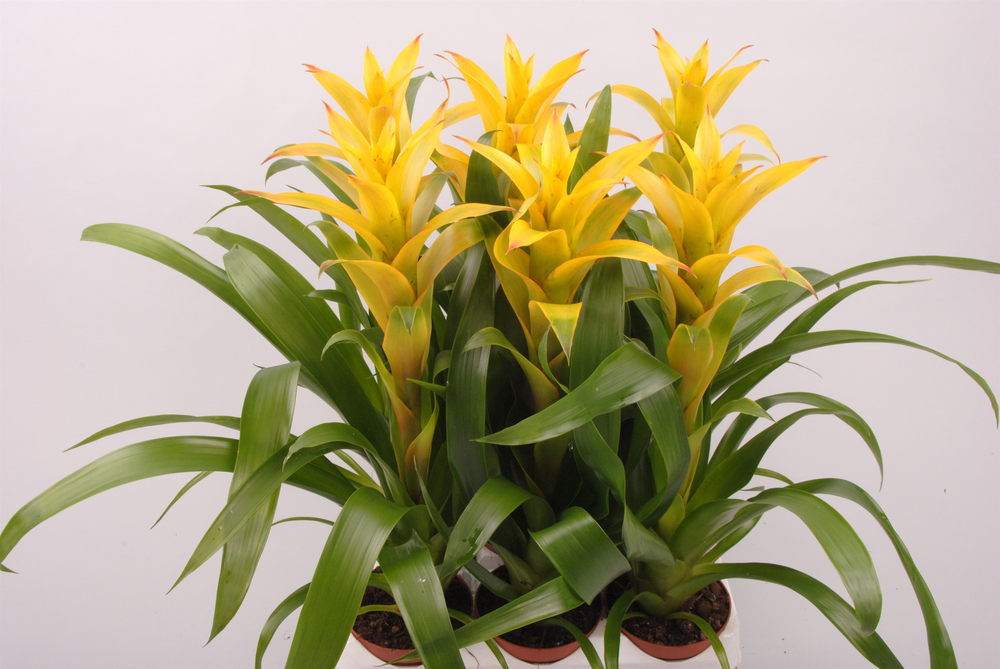 Guzmania Mirador.
