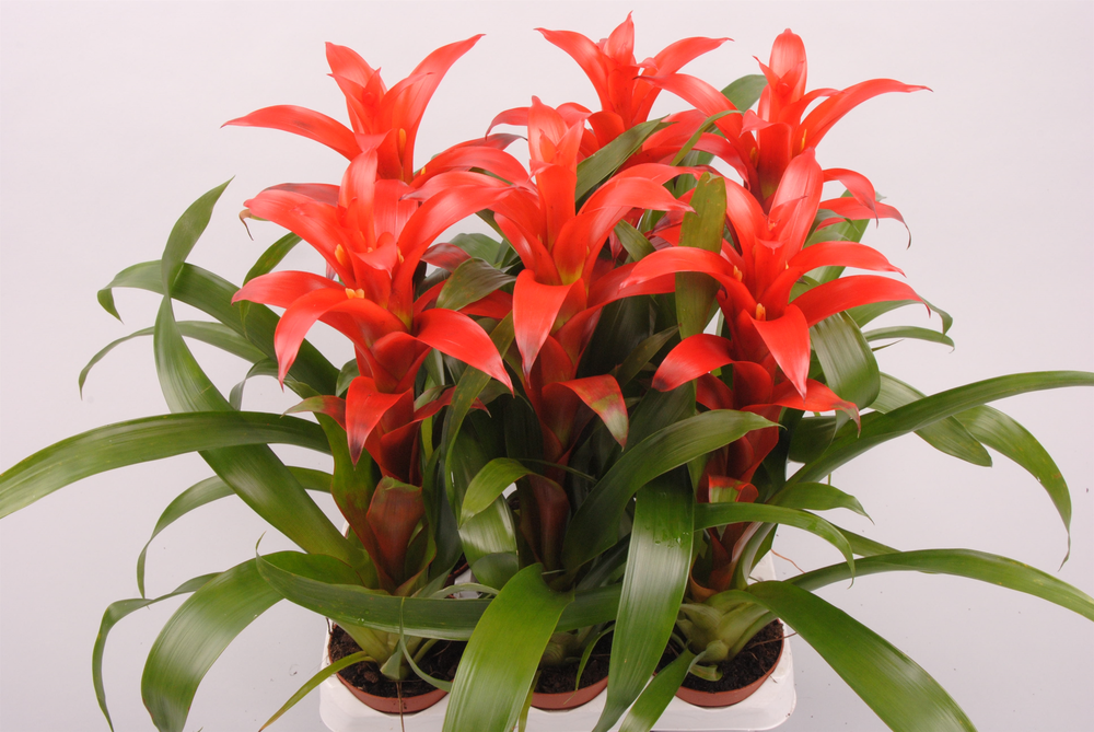 Guzmania Allura.