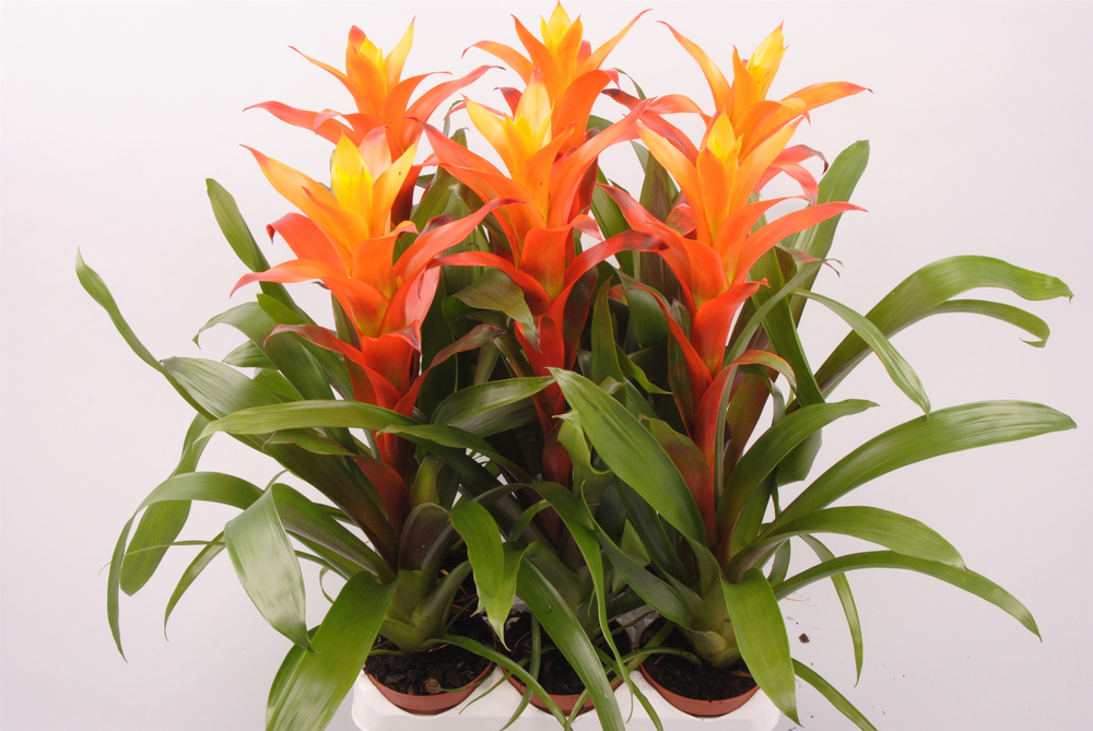 Guzmania Variada.
