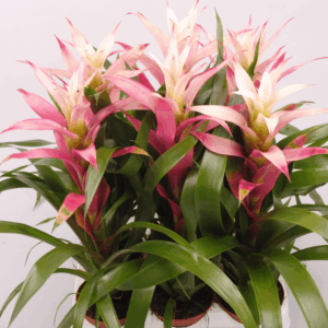 Guzmania Kronos.