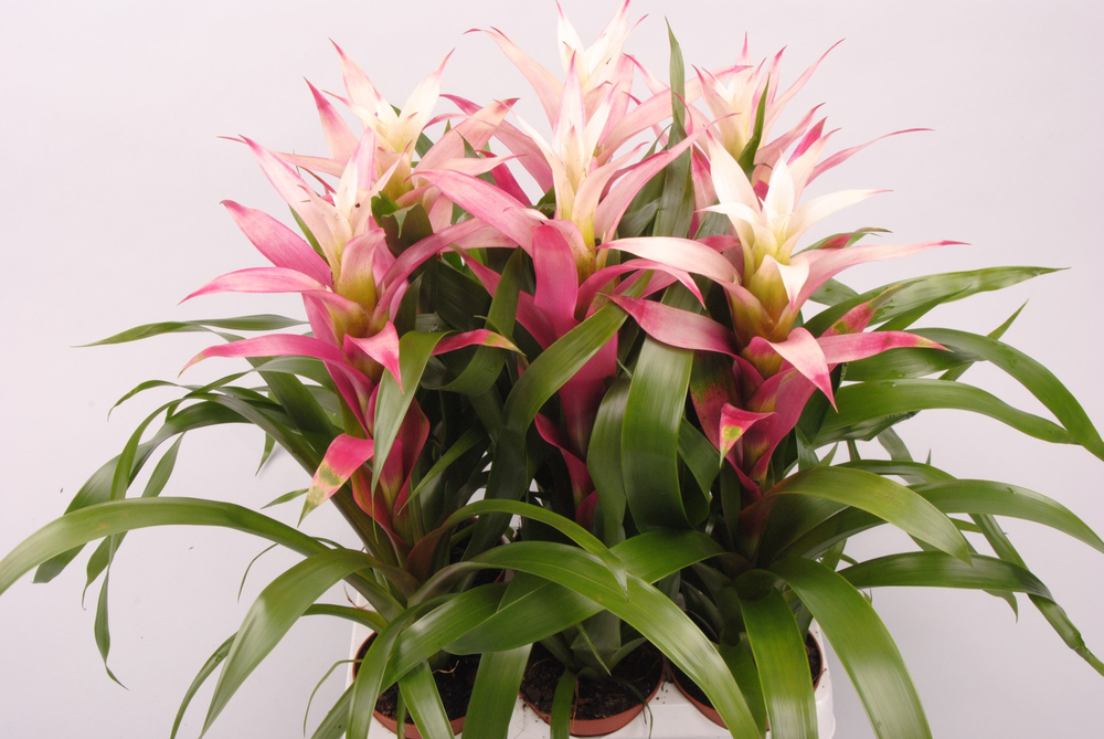 Guzmania Kronos.