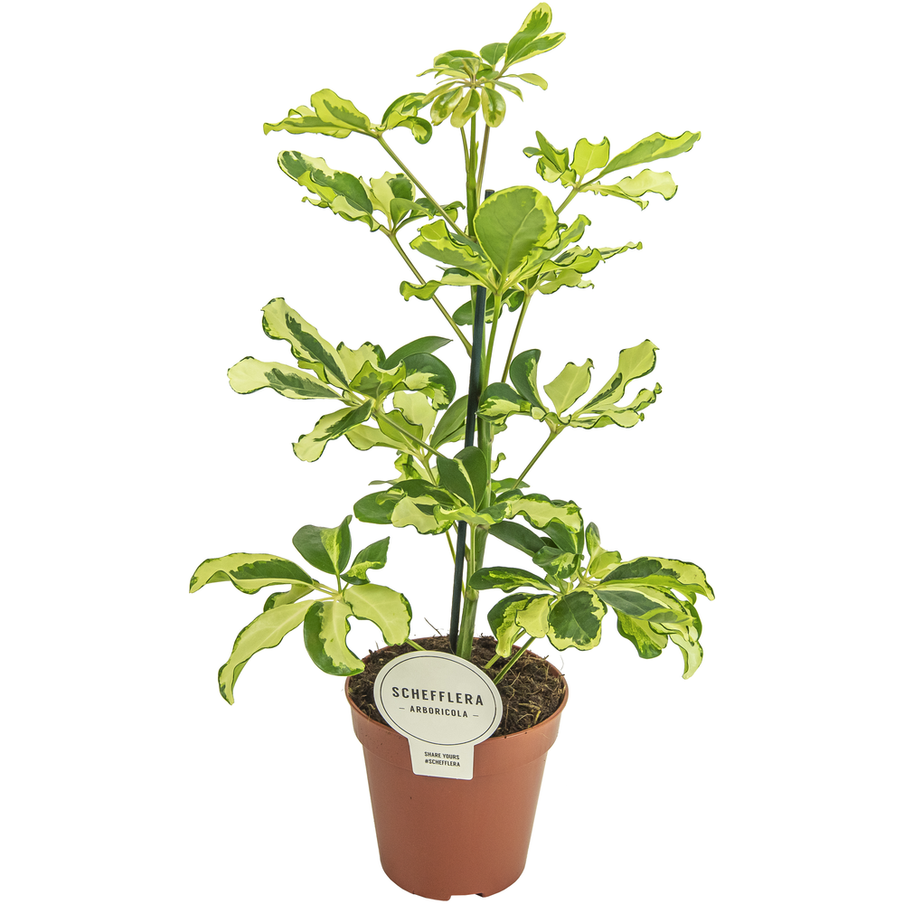 Schefflera Charlotte.