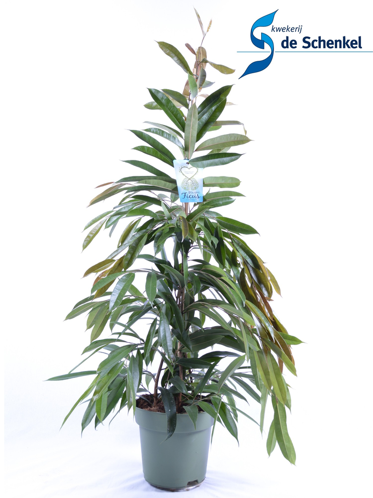 FICUS binnendijckii Amstel King.