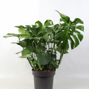 Monstera deliciosa.