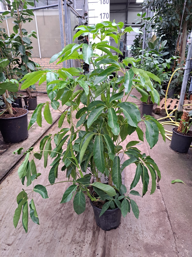 Schefflera Amate bush 160.