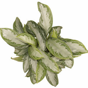 Aglaonema Silver Bay.