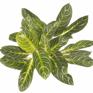 Aglaonema Key Lime.