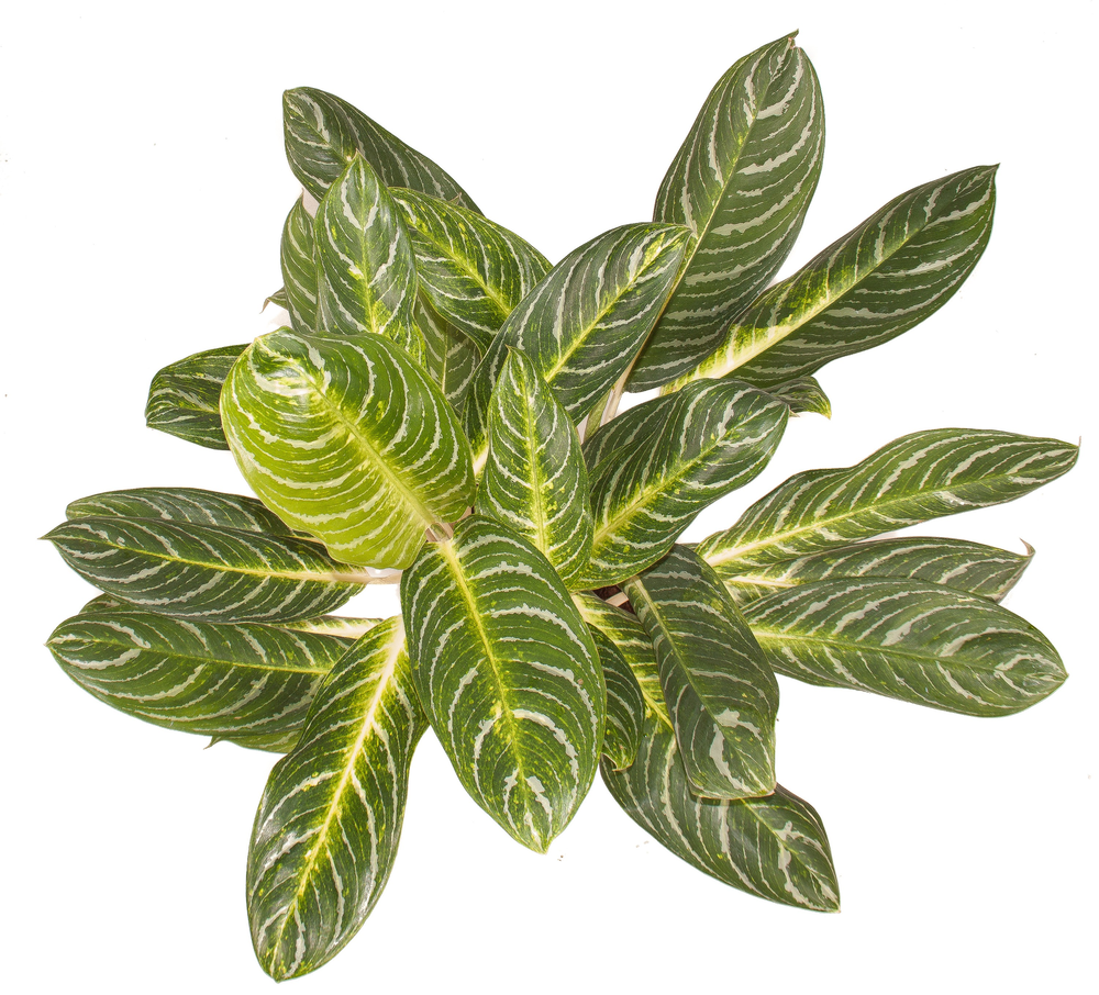 Aglaonema Key Lime.