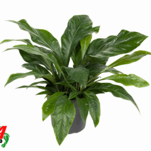 Anthurium Jungle Bush 3PP.