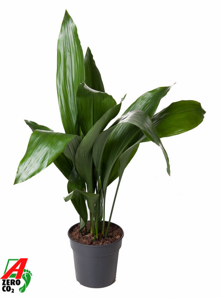 Aspidistra Elatior P21.
