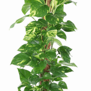 Epipremnum Pinnatum Mosstok P24.