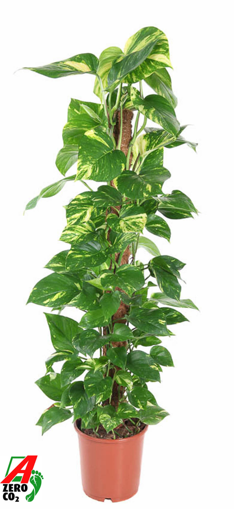 Epipremnum Pinnatum Mosstok P24.