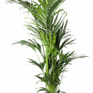 Howea Forsteriana(kentia) P27-180.