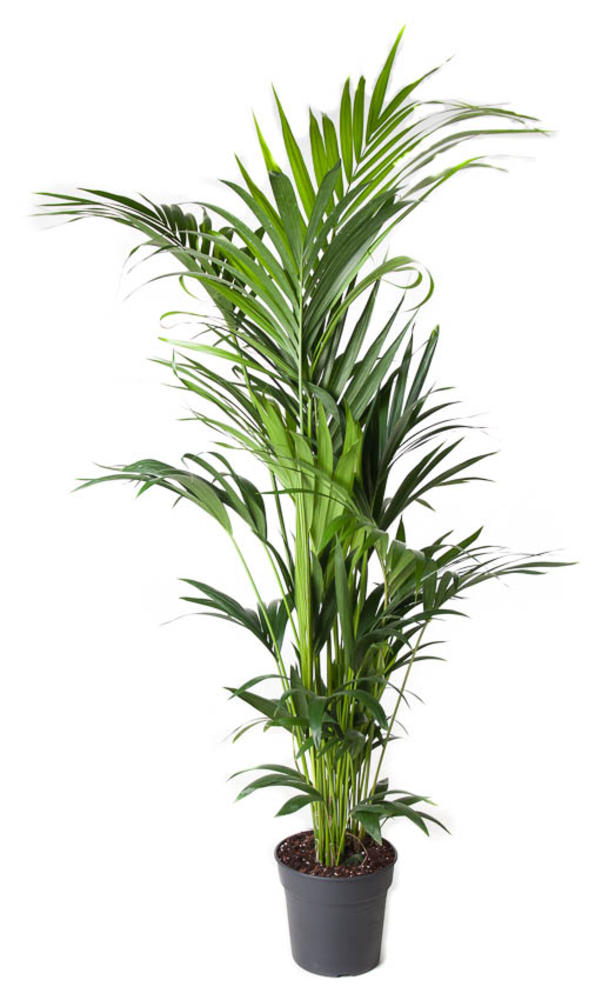 Howea Forsteriana(kentia) P27-180.