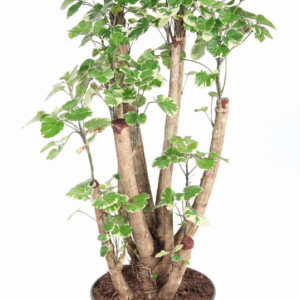 Polyscias Balfouriana vertakt P27.