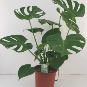 Monstera deliciosa