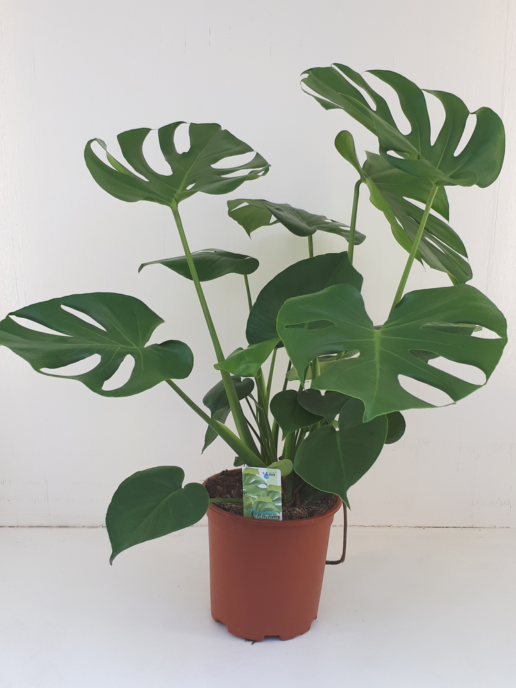 Monstera deliciosa.
