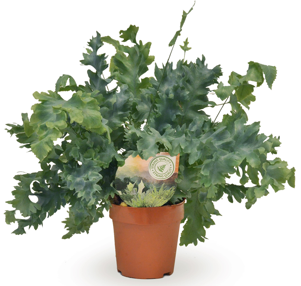 Phlebodium Davana.