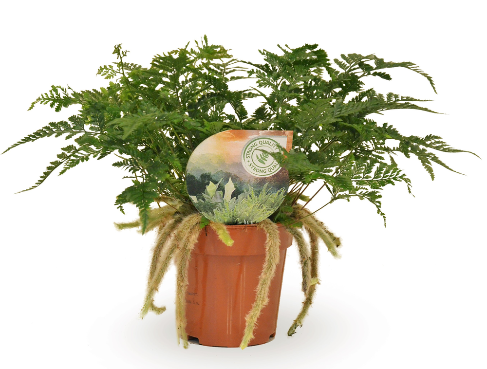 Humata tyermannii.