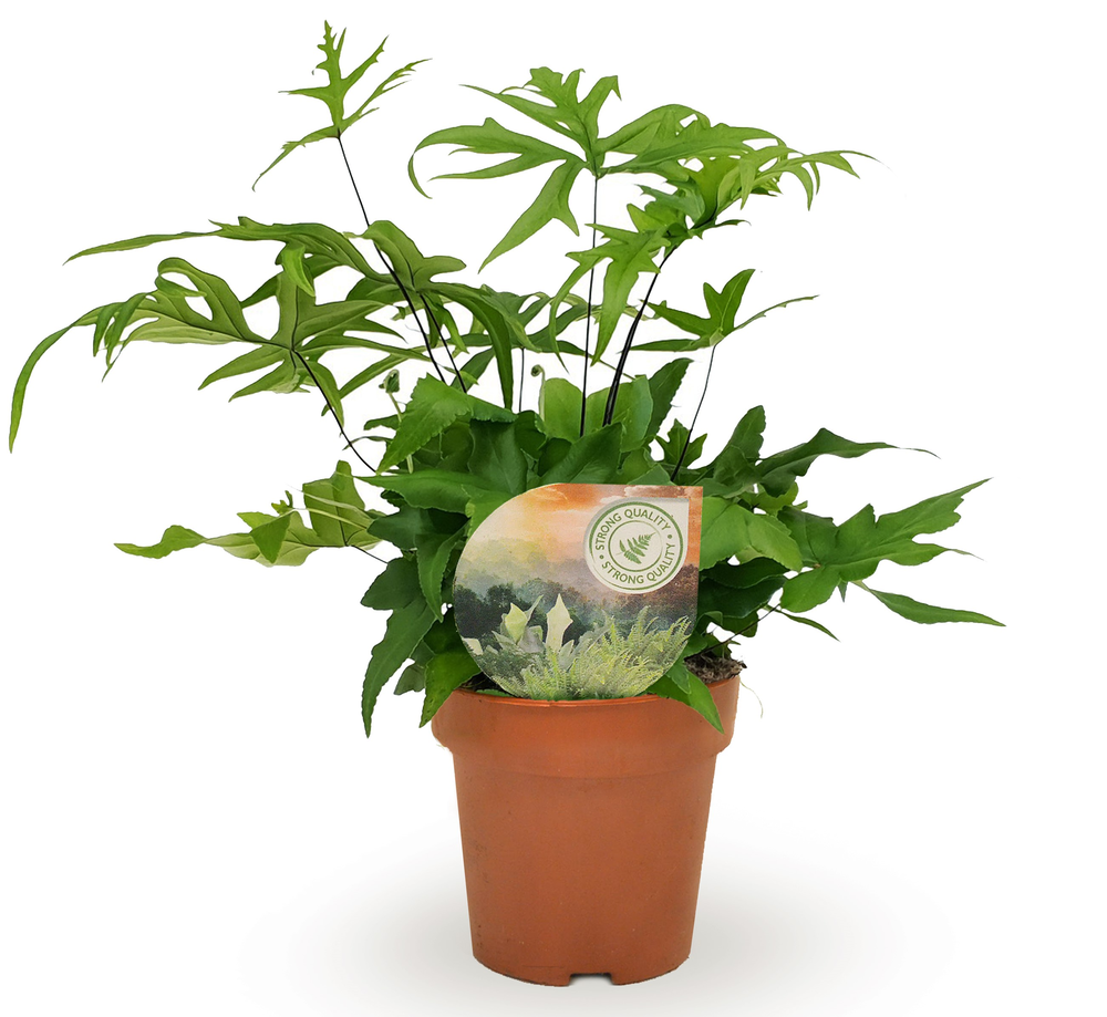 Doryopteris pedata.