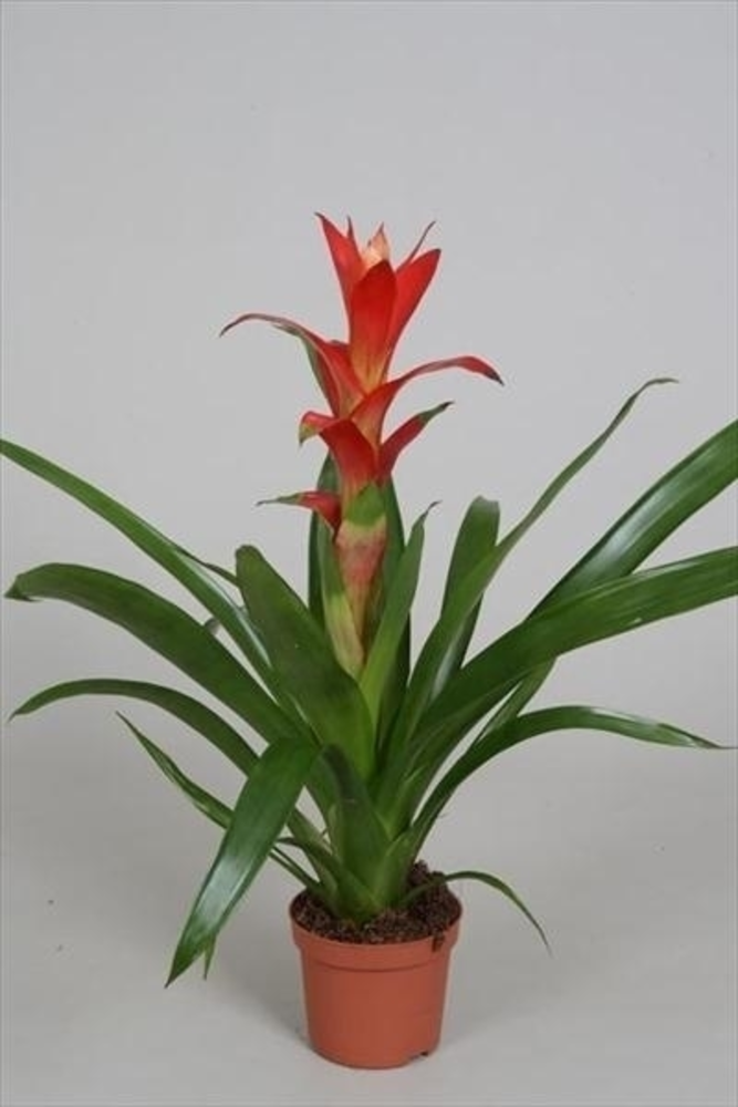 Guzmania 'Techno'.