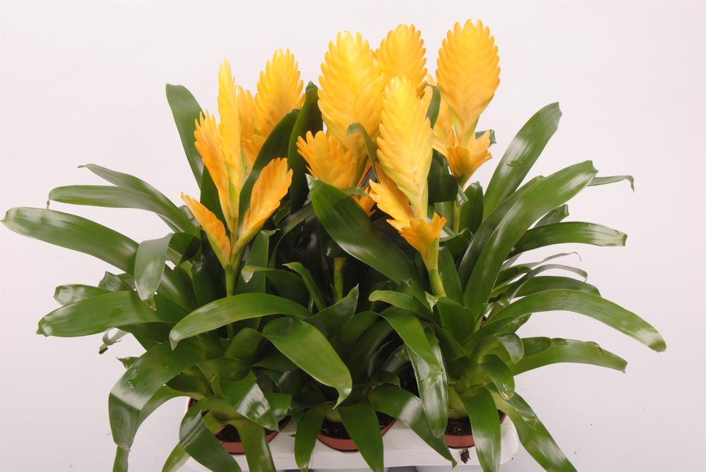 Vriesea Goldstar.