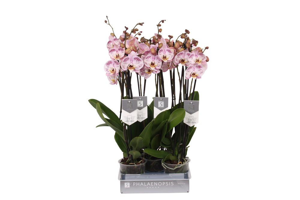 Phalaenopsis Spotted World, 3-spike 22+.