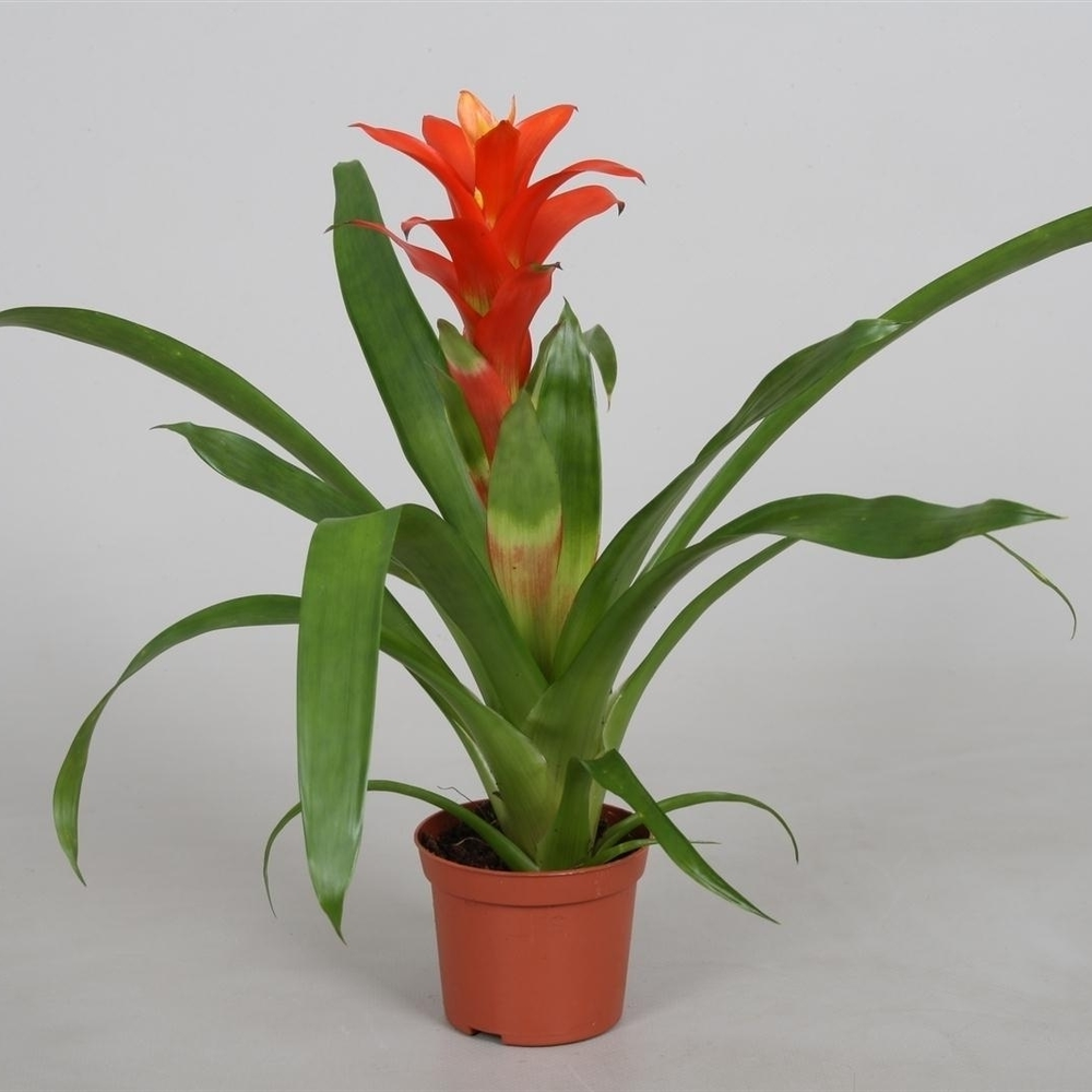 Guzmania 'Jazz'.