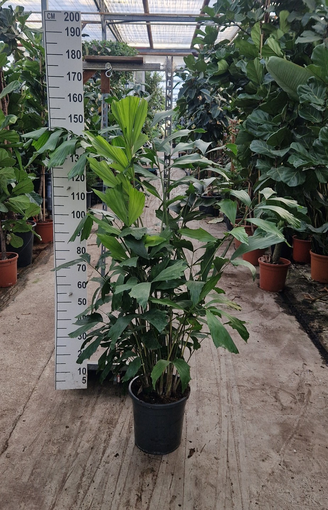 Caryota Mitis bush 160.