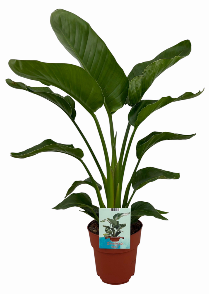 Strelitzia Nicolai.