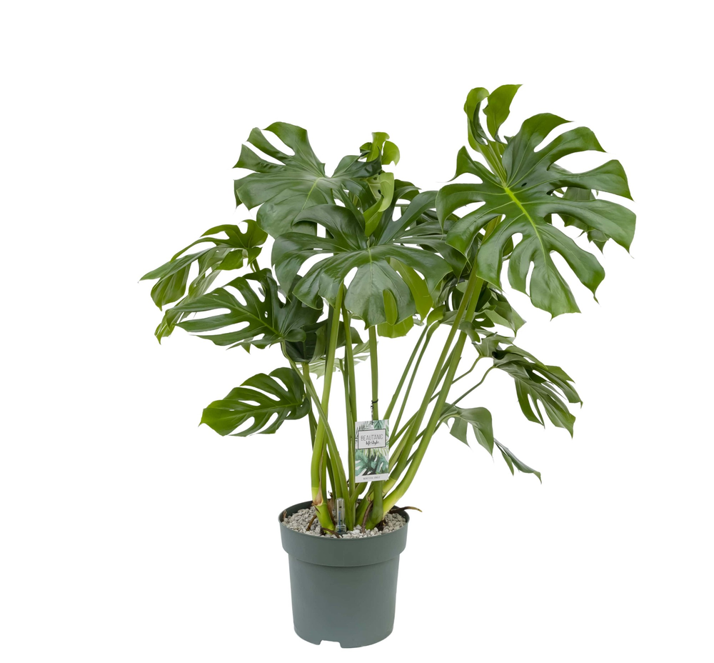 Monstera Deliciosa.