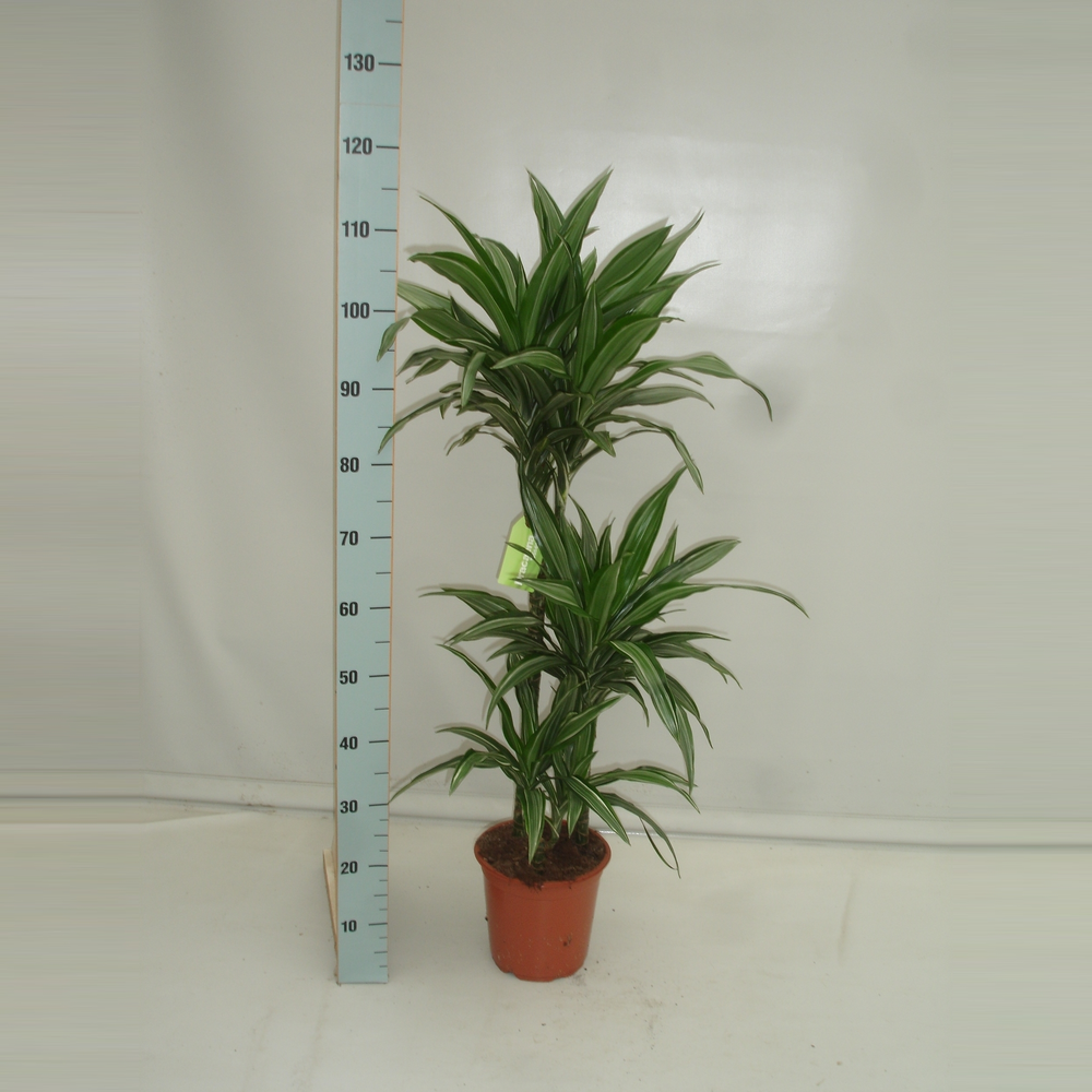 Dracaena Ulises 60-30-15.