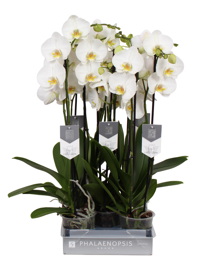 Phalaenopsis Nottingham, 3-spike 22+.