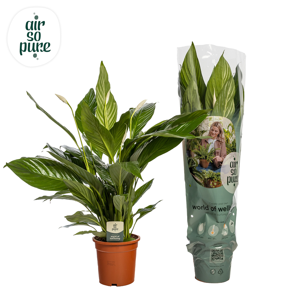 Spathiphyllum 'Sweet Lauretta' ASP.