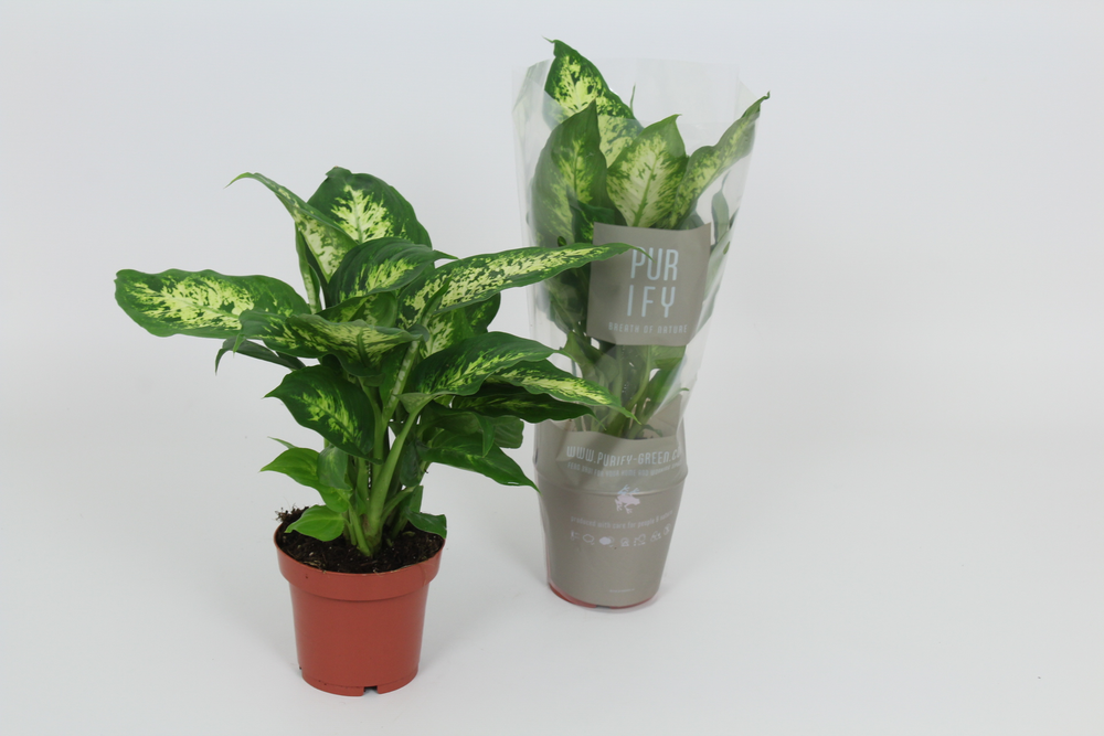 Purify Dieffenbachia Compacta 12 cm.