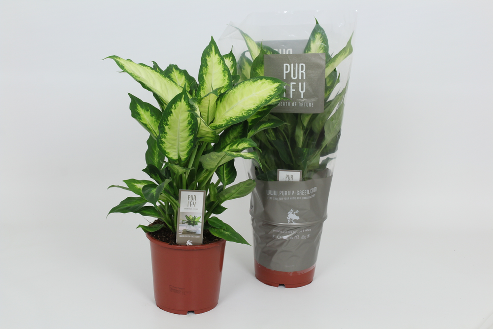 Purify Dieffenbachia Camilla 17 cm.