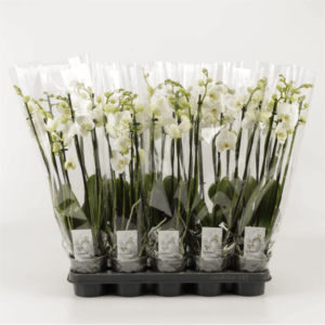 Phalaenopsis overig wit 4 Tak Wit