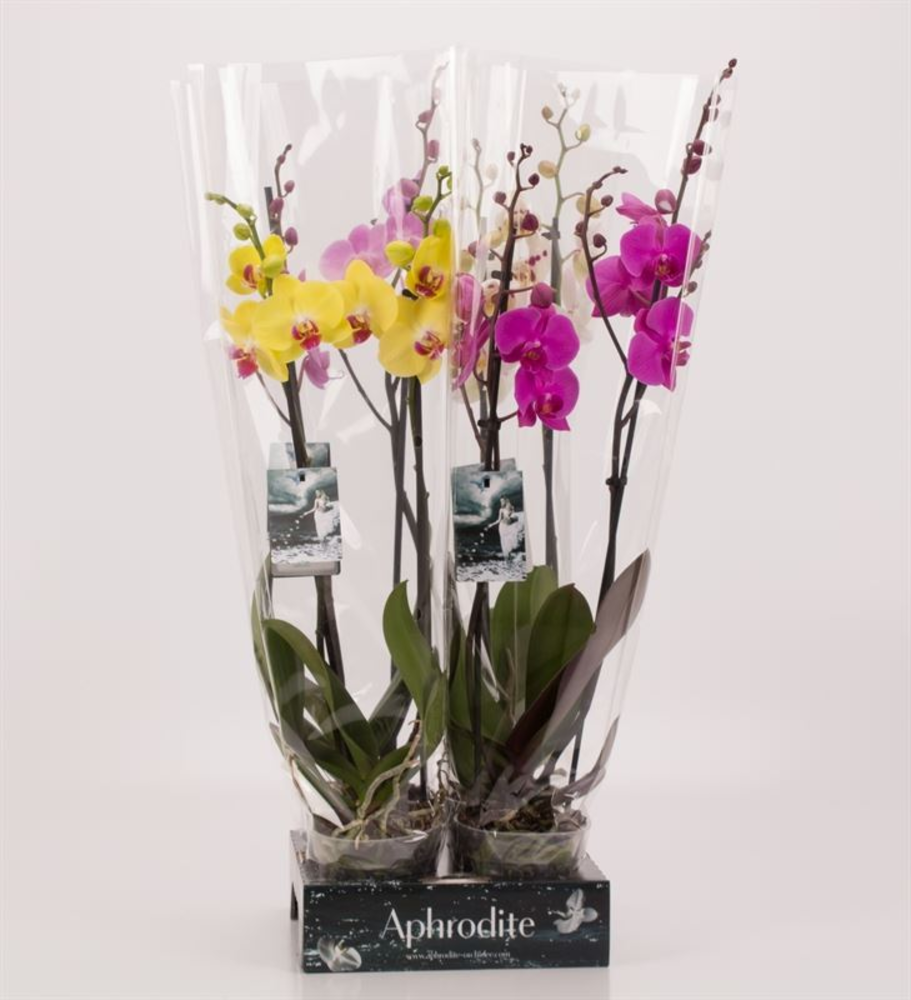 Phalaenopsis gemengd 2 tak mix Goddess.