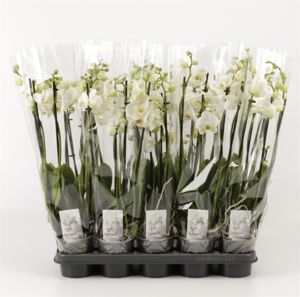 Phalaenopsis overig wit 5 Tak Wit.