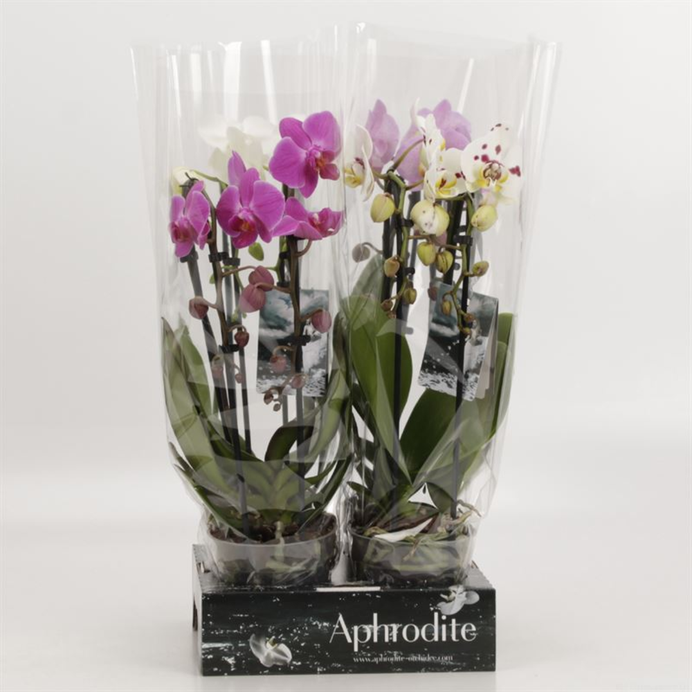 Phalaenopsis Elegant Cascade cascade duoboga gemen.