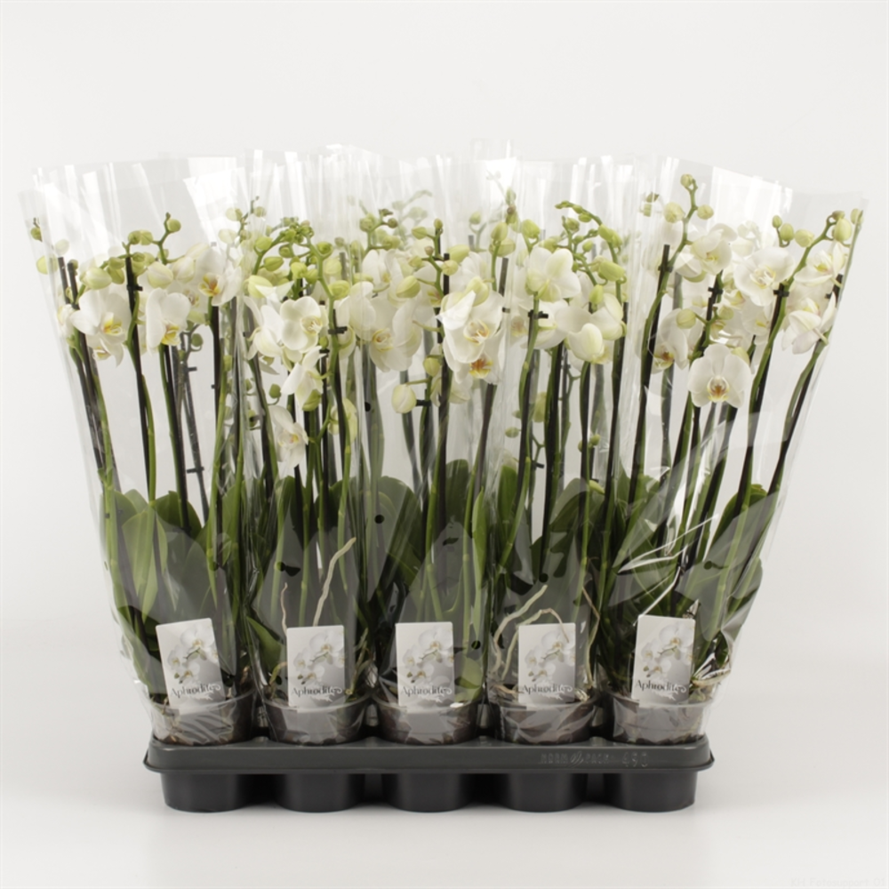 Phalaenopsis overig wit 6 Tak Wit.