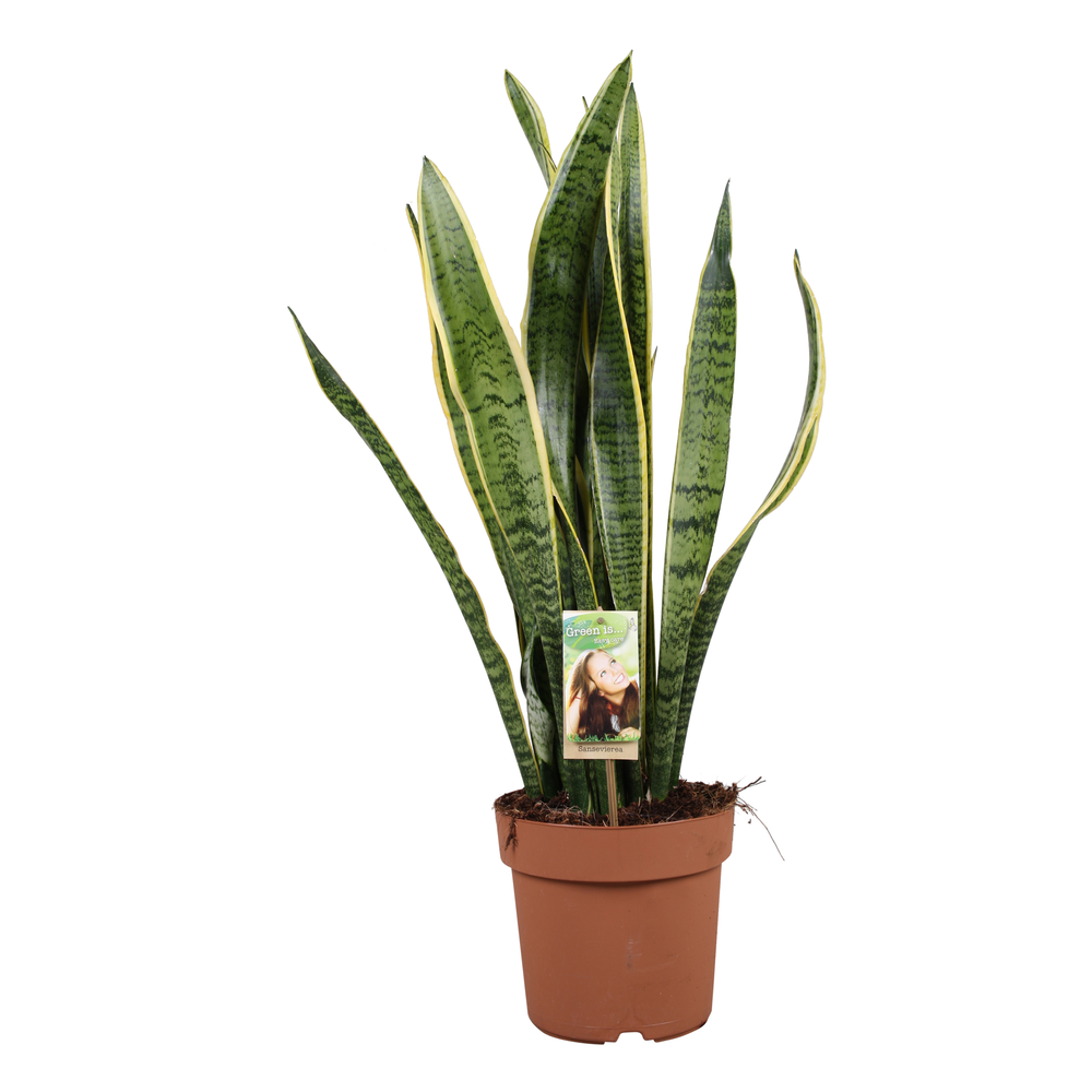 Sansevieria Laurentii.