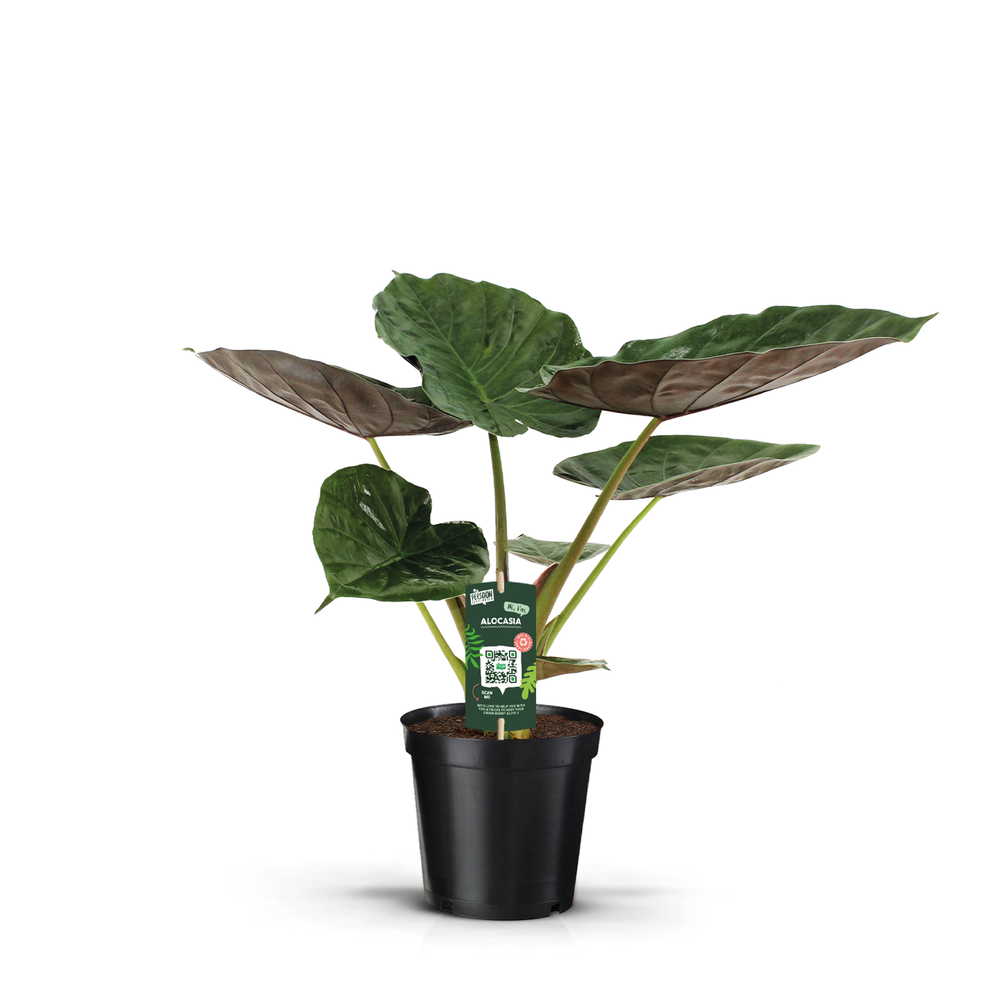 Alocasia Wentii.