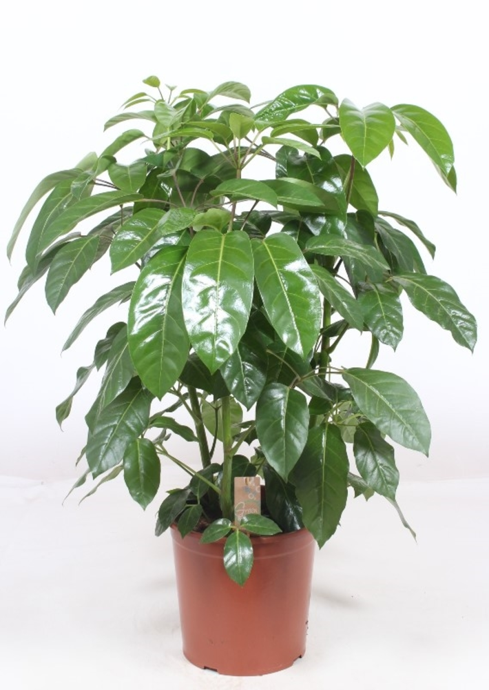 Schefflera actinophylla ' Amate’.