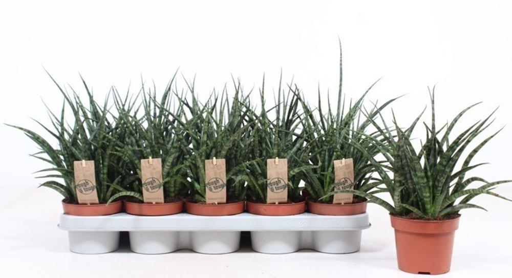 Sansevieria Fernwood Punk.