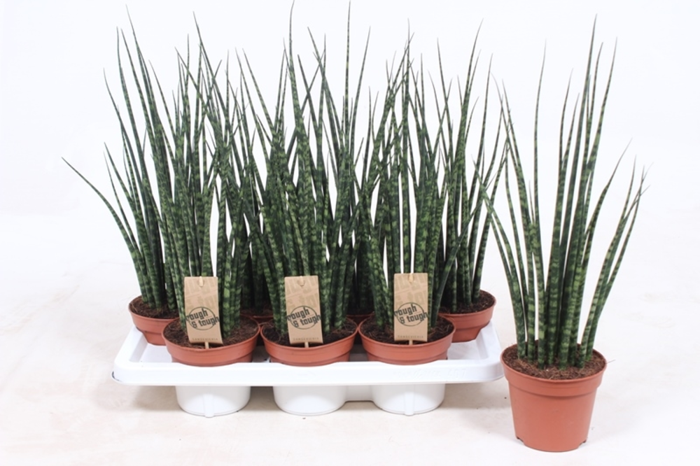 Sansevieria 'Fernwood' Mikado.