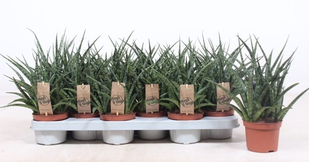Sansevieria Fernwood Punk.